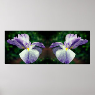 Japanische Iris-Blume entfaltet Mirror Abstrakt Poster