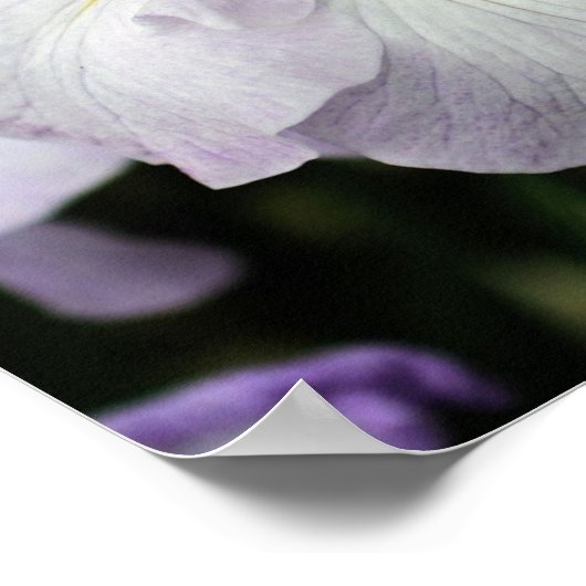 Japanische Iris-Blume in Bloom Poster (Ecke)