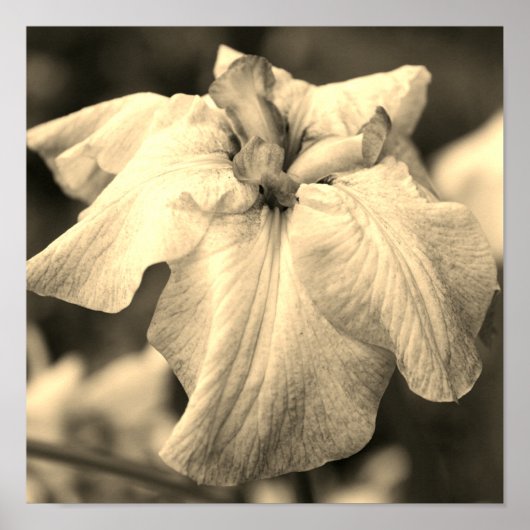 Japanische Iris Blume Nah Up Sepia Tint Poster (Vorne)