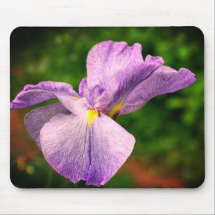 Japanische Iris entfaltet Blume Mousepad