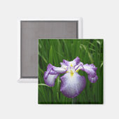 Japanische Iris: Japan Magnet (Vorderseite/Rückseite)