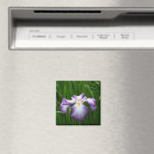 Japanische Iris: Japan Magnet (In Situ (Geschirrspüler))