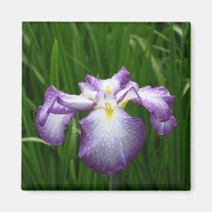Japanische Iris: Japan Magnet