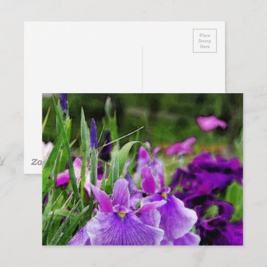 Japanische Iris Postkarte (Vorne/Hinten)