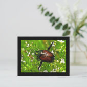 Japanische Käfer-Insektenkarte Postkarte (Stehend Vorderseite)