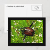Japanische Käfer-Insektenkarte Postkarte (Vorne/Hinten)