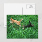 Japanische Katze 3 Postkarte (Vorne/Hinten)