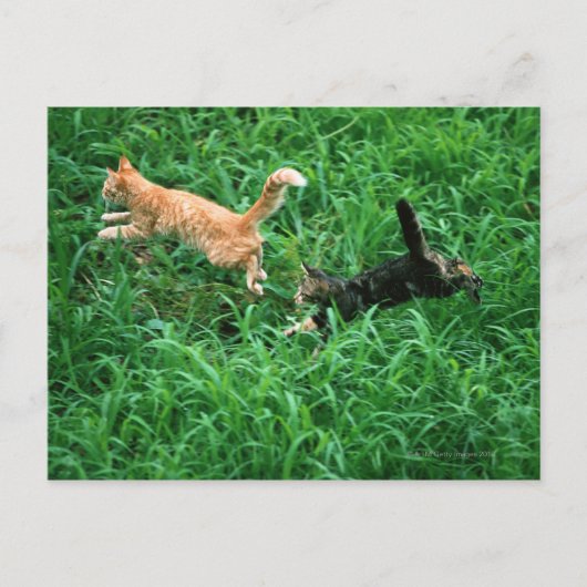 Japanische Katze 3 Postkarte (Vorderseite)