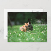 Japanische Katze 4 Postkarte (Vorne/Hinten)