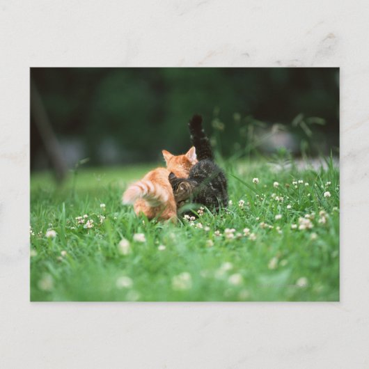 Japanische Katze 4 Postkarte (Vorderseite)