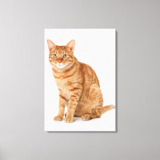 Japanische Katze 6 Leinwanddruck (Vorderseite)