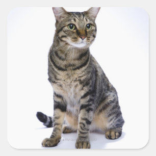 Japanische Katze auf weißem Hintergrund Quadratischer Aufkleber