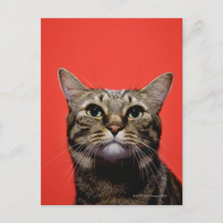Japanische Katze nach oben Postkarte