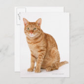 Japanische Katze Postkarte (Vorne/Hinten)