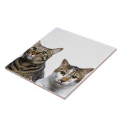 Japanische Katze und Manx Katze auf weißem Fliese (Seite)