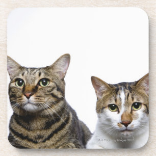 Japanische Katze und Manx Katze auf weißem Getränkeuntersetzer