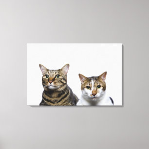 Japanische Katze und Manx Katze auf weißem Leinwanddruck