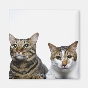Japanische Katze und Manx Katze auf weißem Magnet