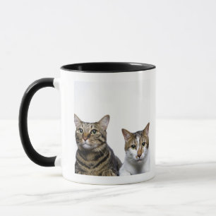 Japanische Katze und Manx Katze auf weißem Tasse