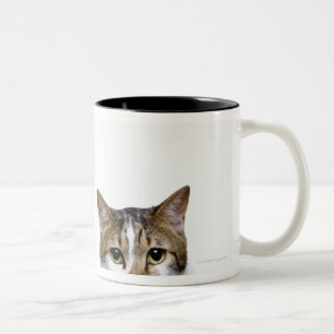 Japanische Katze und Manx Katze auf weißem Zweifarbige Tasse