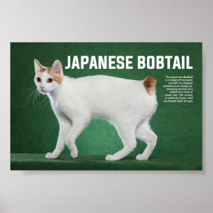 Japanische Katzenzucht Poster