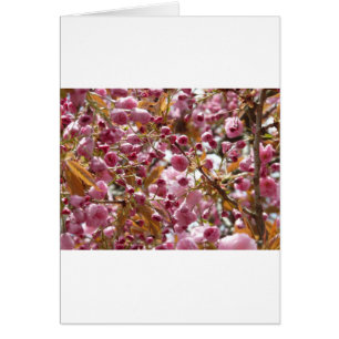 Japanische Kirschbaume