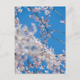 Japanische Kirschblüten Postkarte
