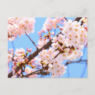 Japanische Kirschblüten Postkarte