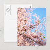 Japanische Kirschblüten Postkarte (Vorne/Hinten)