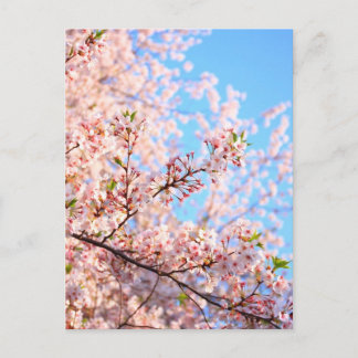 Japanische Kirschblüten Postkarte