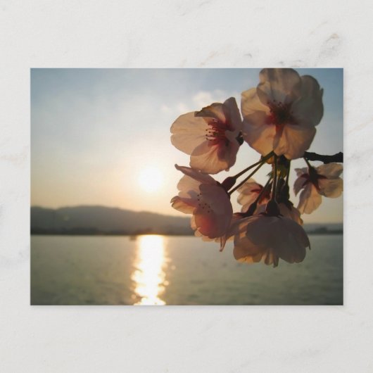 Japanische Kirschblüten Postkarte (Vorderseite)