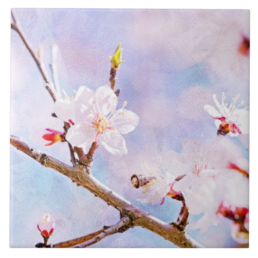 Japanische Kirsche - Sakura in Bloom Fliese (Vorderseite)