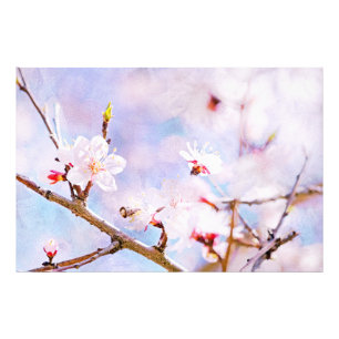 Japanische Kirsche - Sakura in Bloom Fotodruck