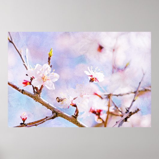 Japanische Kirsche - Sakura in Bloom Poster (Vorne)