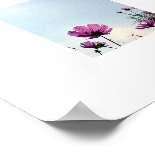 Japanische Kosmos-Blume Poster (Ecke)