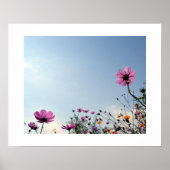 Japanische Kosmos-Blume Poster (Vorne)