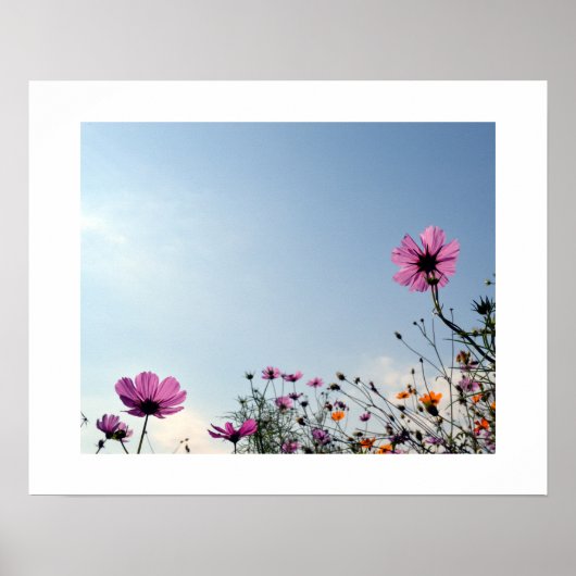 Japanische Kosmos-Blume Poster (Vorne)