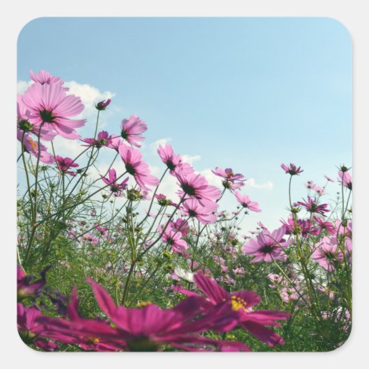 Japanische Kosmos-Blume Quadratischer Aufkleber (Vorderseite)