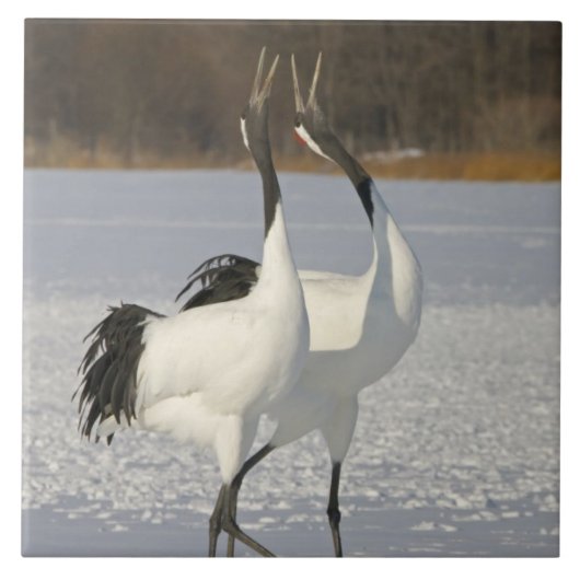Japanische Kräne, die auf Schnee tanzen Fliese (Vorderseite)