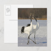 Japanische Krane tanzen auf Schnee Postkarte (Vorne/Hinten)
