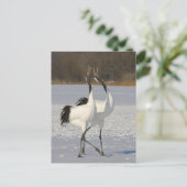 Japanische Krane tanzen auf Schnee Postkarte (Stehend Vorderseite)