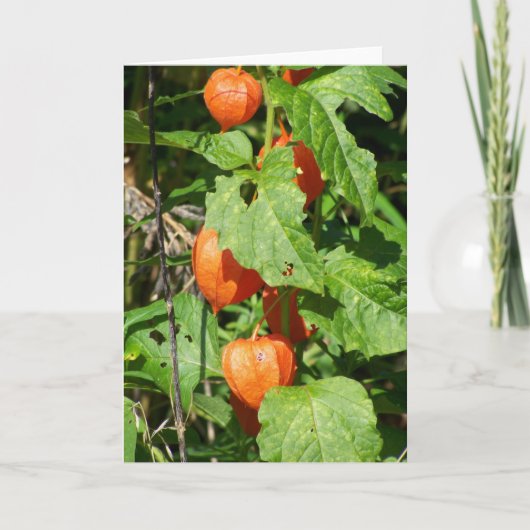 Japanische Lanterns Grußkarte (innen leer) Karte (Vorderseite)