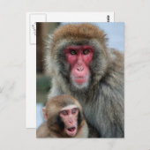 Japanische Macaque Affen Postkarte (Vorne/Hinten)