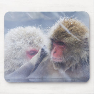 Japanische Macaques (Macaca fuscata) herein Mousepad