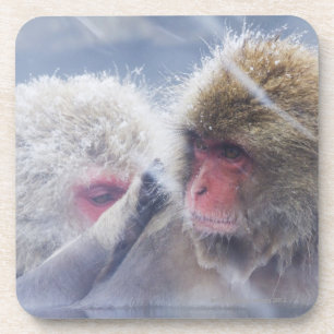 Japanische Macaques (Macaca fuscata) herein Untersetzer