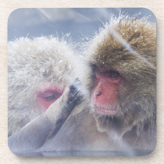 Japanische Macaques (Macaca fuscata) herein Untersetzer (Vorderseite)