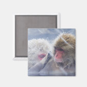 Japanische Macaques (Macaca fuscata) Magnet (Vorderseite/Rückseite)
