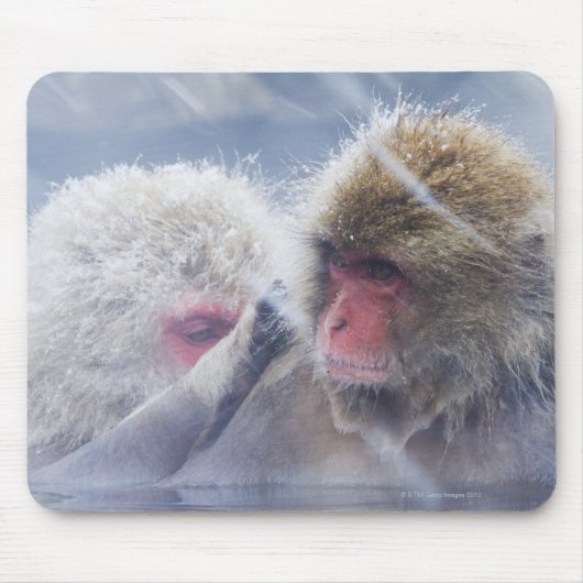 Japanische Macaques (Macaca fuscata) Mousepad (Vorne)
