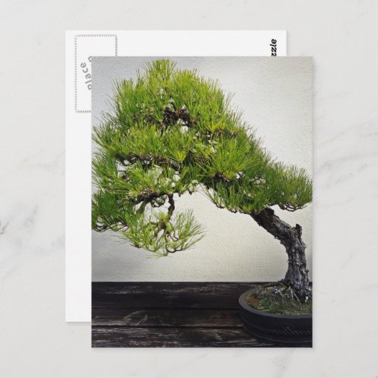 Japanische Pine Bonsai Postkarte (Vorne/Hinten)