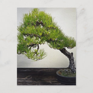 Japanische Pine Bonsai Postkarte